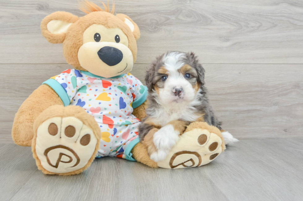 7 week old Mini Bernedoodle Puppy For Sale - Pilesgrove Pups