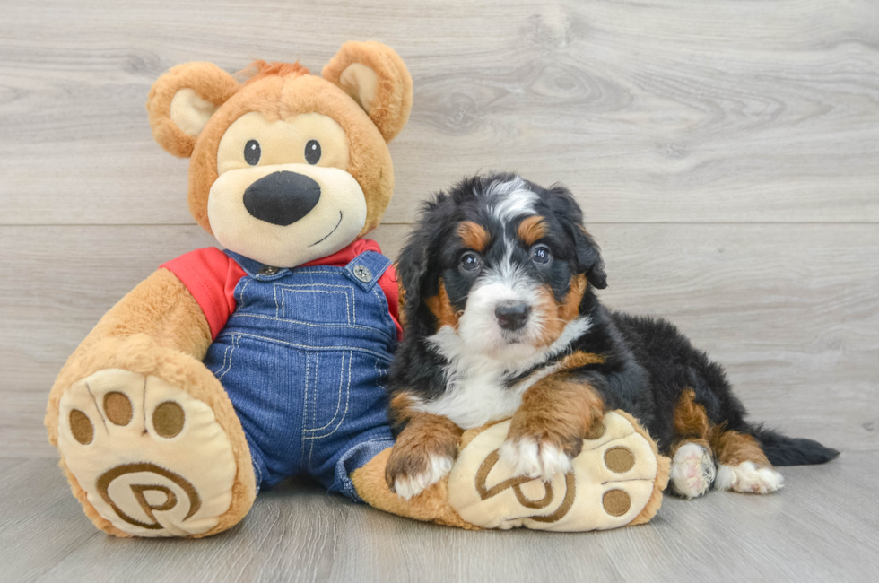 5 week old Mini Bernedoodle Puppy For Sale - Pilesgrove Pups