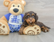 7 week old Mini Bernedoodle Puppy For Sale - Pilesgrove Pups