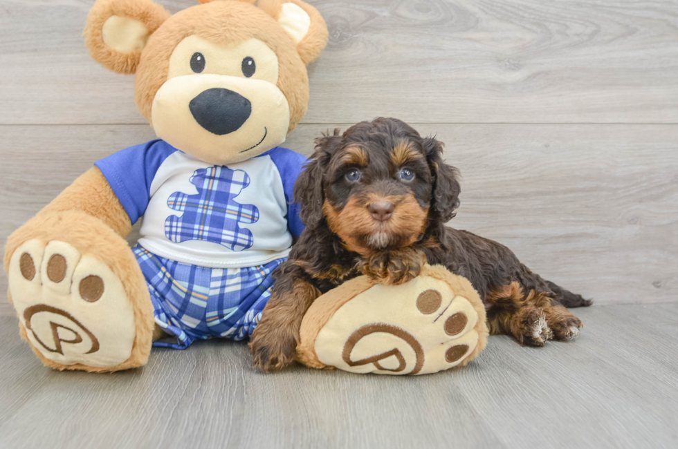 6 week old Mini Bernedoodle Puppy For Sale - Pilesgrove Pups