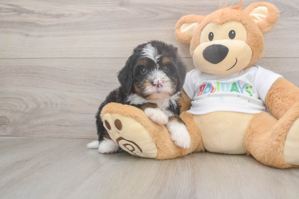Mini Bernedoodle Pup Being Cute