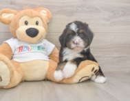 8 week old Mini Bernedoodle Puppy For Sale - Pilesgrove Pups