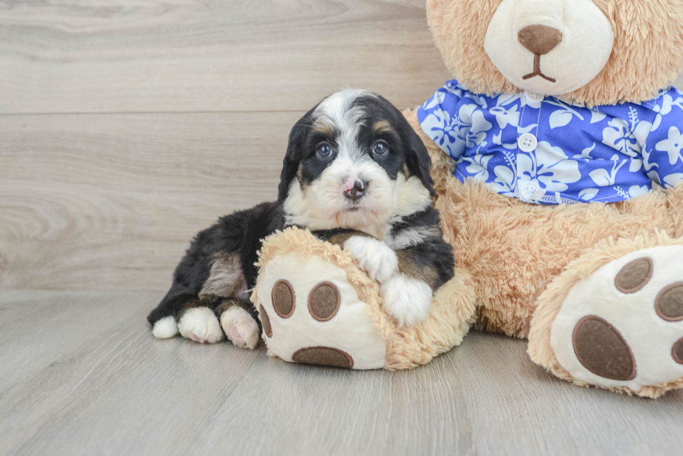 Fluffy Mini Bernedoodle Poodle Mix Pup