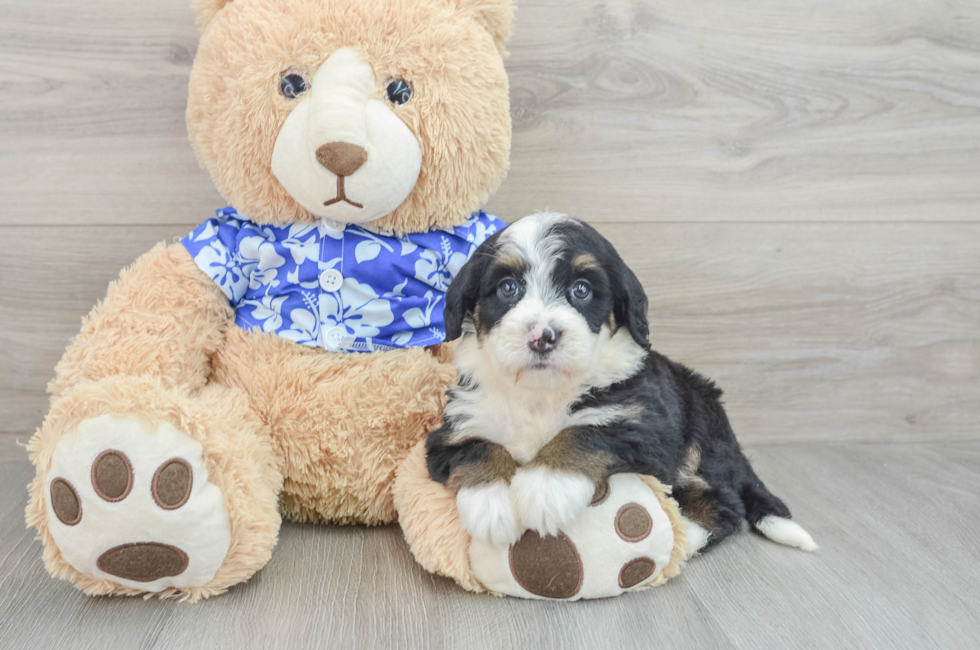 7 week old Mini Bernedoodle Puppy For Sale - Pilesgrove Pups