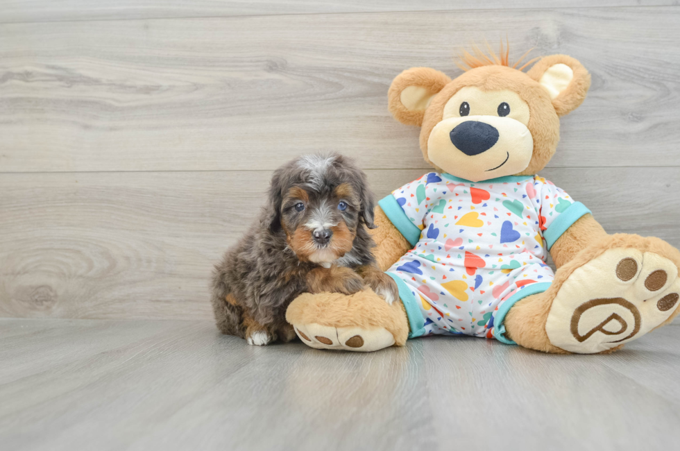 7 week old Mini Bernedoodle Puppy For Sale - Pilesgrove Pups