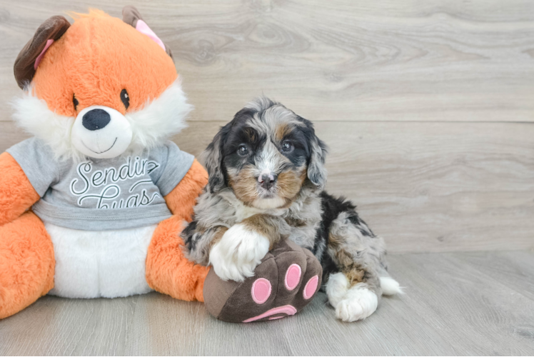 Mini Bernedoodle Puppy for Adoption