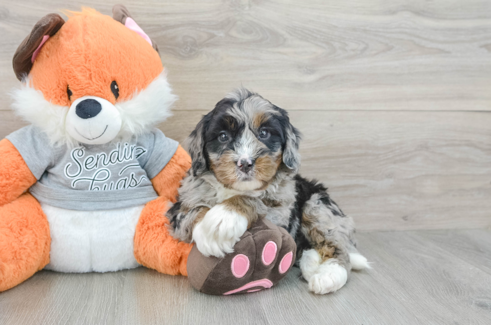 6 week old Mini Bernedoodle Puppy For Sale - Pilesgrove Pups