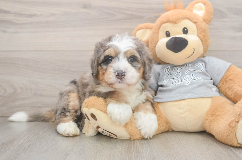 5 week old Mini Bernedoodle Puppy For Sale - Pilesgrove Pups