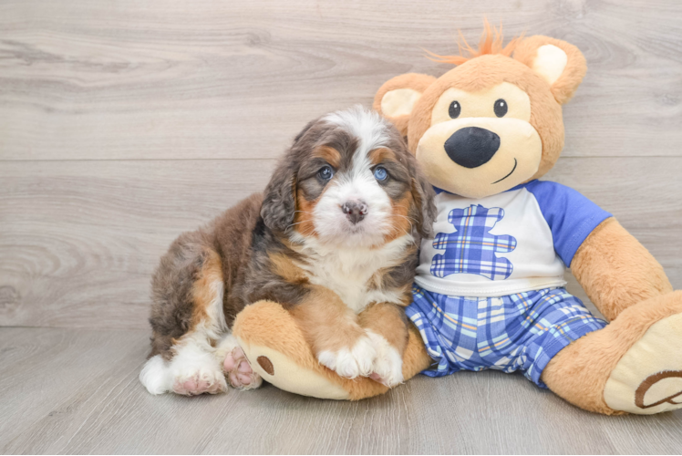 Best Mini Bernedoodle Baby