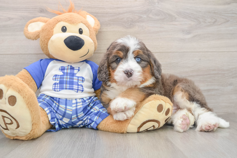Best Mini Bernedoodle Baby