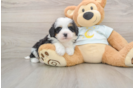 Playful Mini Berniedoodle Poodle Mix Puppy
