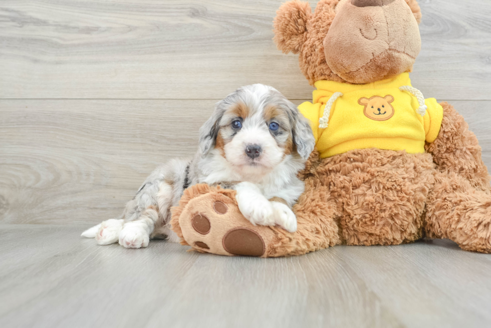 Mini Bernedoodle Pup Being Cute