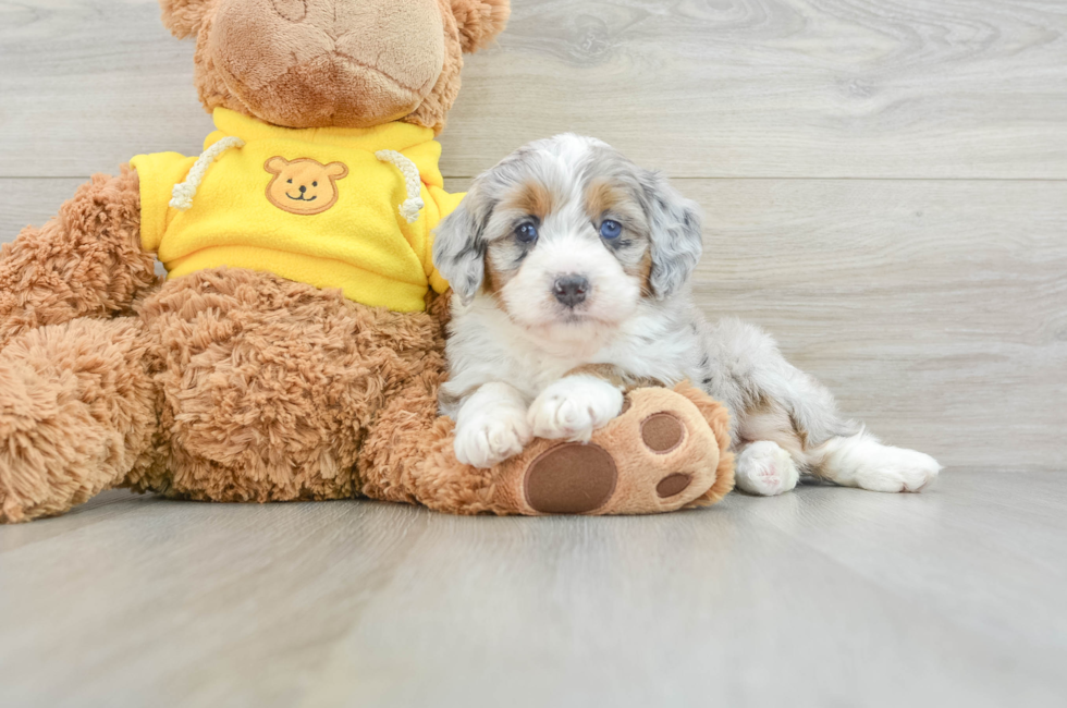 5 week old Mini Bernedoodle Puppy For Sale - Pilesgrove Pups