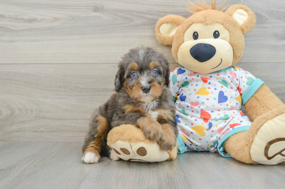 7 week old Mini Bernedoodle Puppy For Sale - Pilesgrove Pups