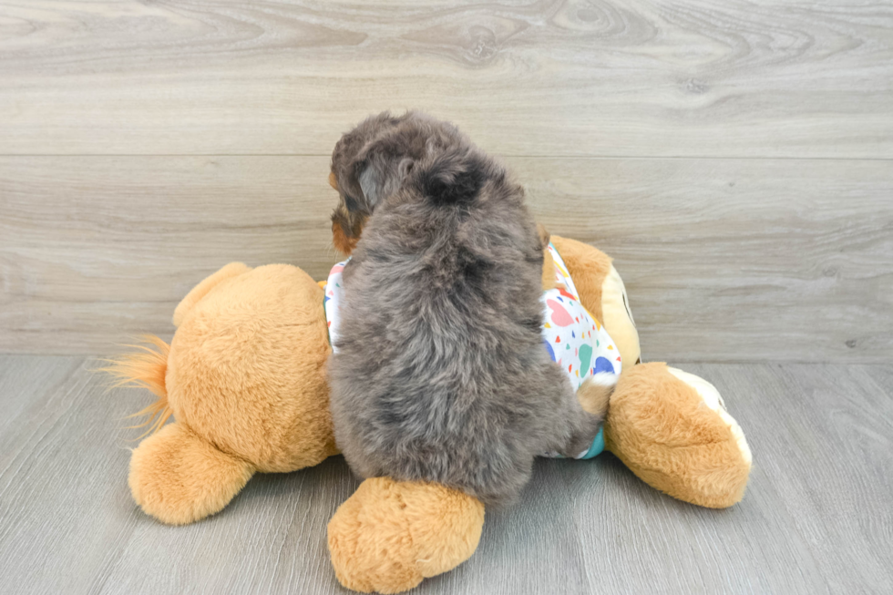 Best Mini Bernedoodle Baby