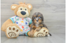 Adorable Mini Bernadoodle Poodle Mix Puppy