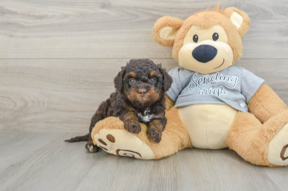 6 week old Mini Bernedoodle Puppy For Sale - Pilesgrove Pups