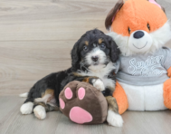 6 week old Mini Bernedoodle Puppy For Sale - Pilesgrove Pups
