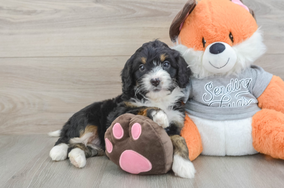 6 week old Mini Bernedoodle Puppy For Sale - Pilesgrove Pups