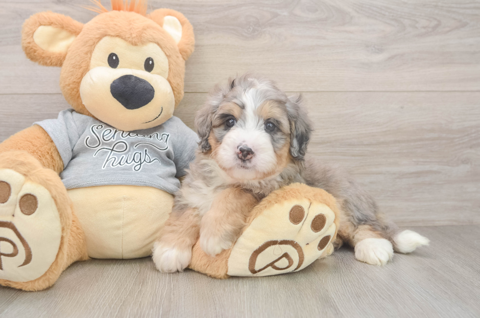 5 week old Mini Bernedoodle Puppy For Sale - Pilesgrove Pups
