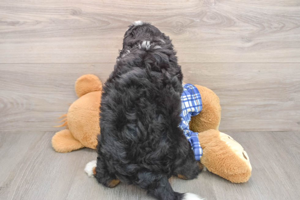 Mini Bernedoodle Puppy for Adoption