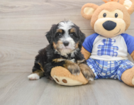 7 week old Mini Bernedoodle Puppy For Sale - Pilesgrove Pups