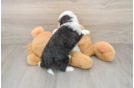 Friendly Mini Bernedoodle Baby