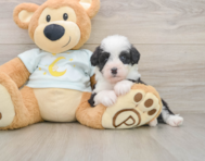 7 week old Mini Bernedoodle Puppy For Sale - Pilesgrove Pups