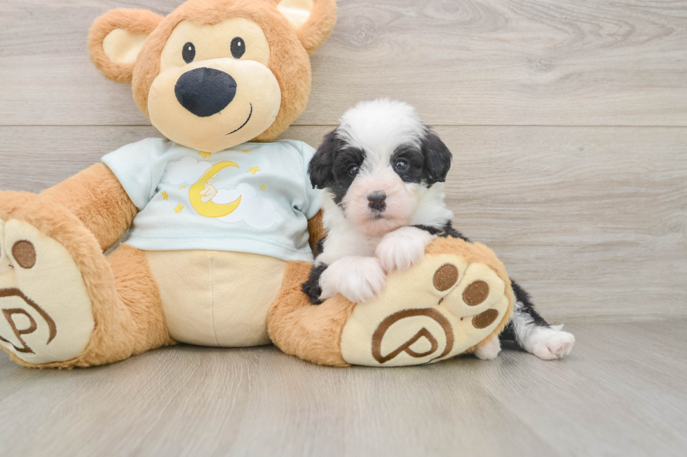 Popular Mini Bernedoodle Poodle Mix Pup