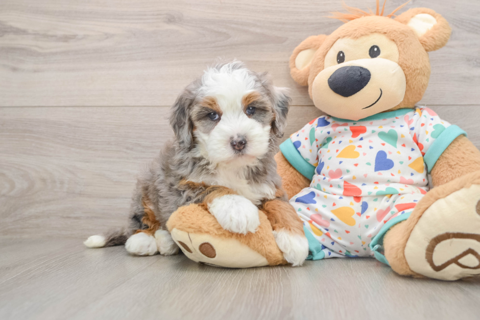 Hypoallergenic Bernese Doodle Poodle Mix Puppy