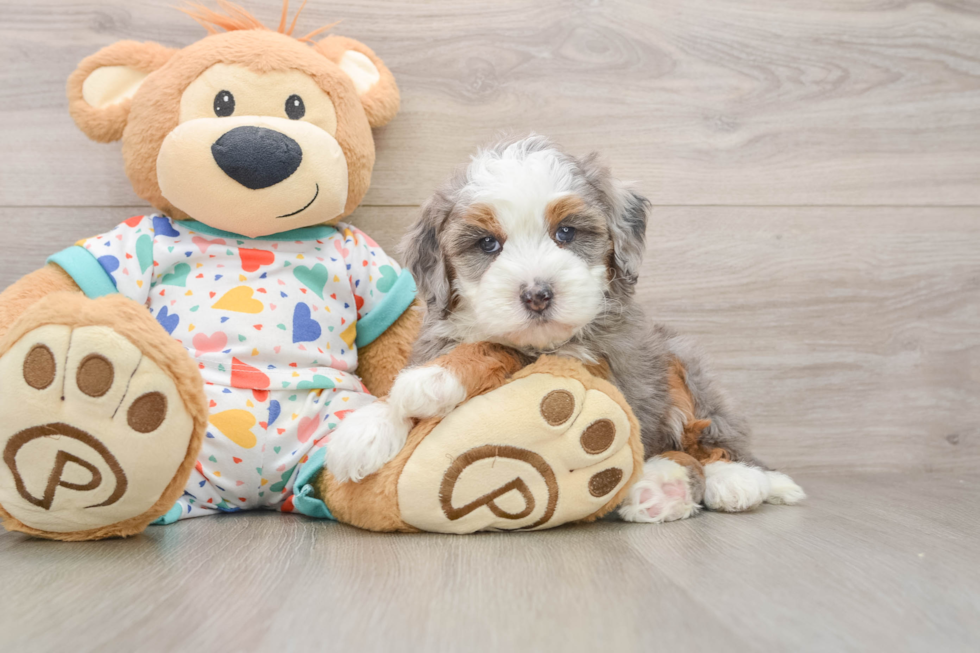 Mini Bernedoodle Pup Being Cute
