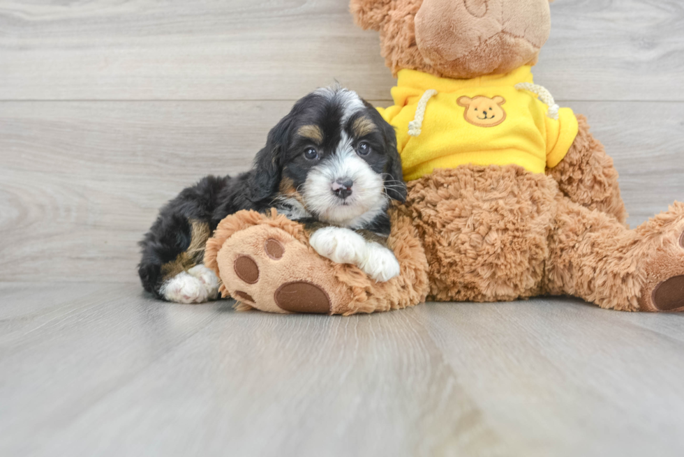 Best Mini Bernedoodle Baby