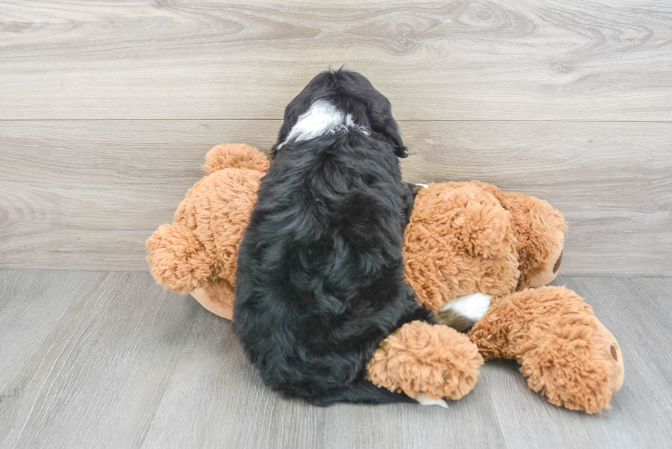 Cute Mini Bernedoodle Baby