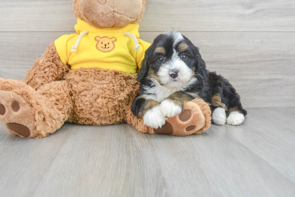 Mini Bernedoodle Puppy for Adoption