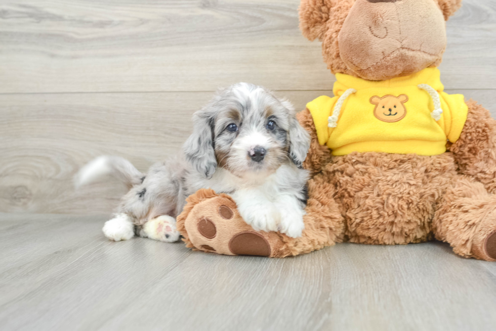 Playful Mini Bernepoo Poodle Mix Puppy