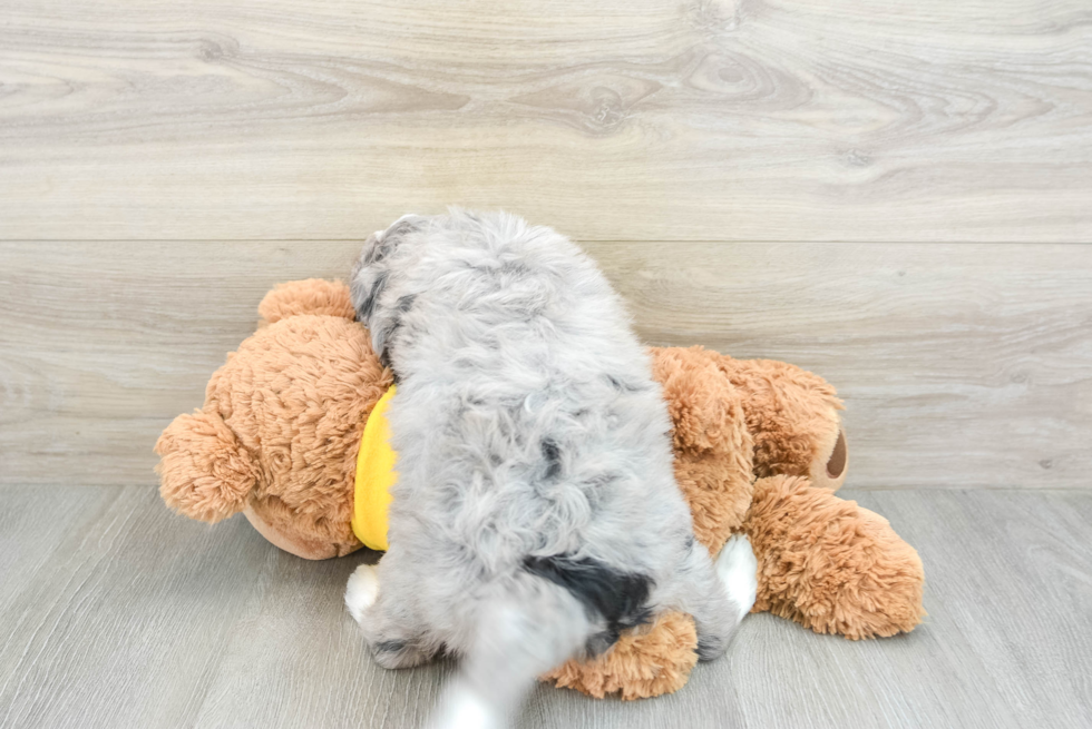 Funny Mini Bernedoodle Poodle Mix Pup