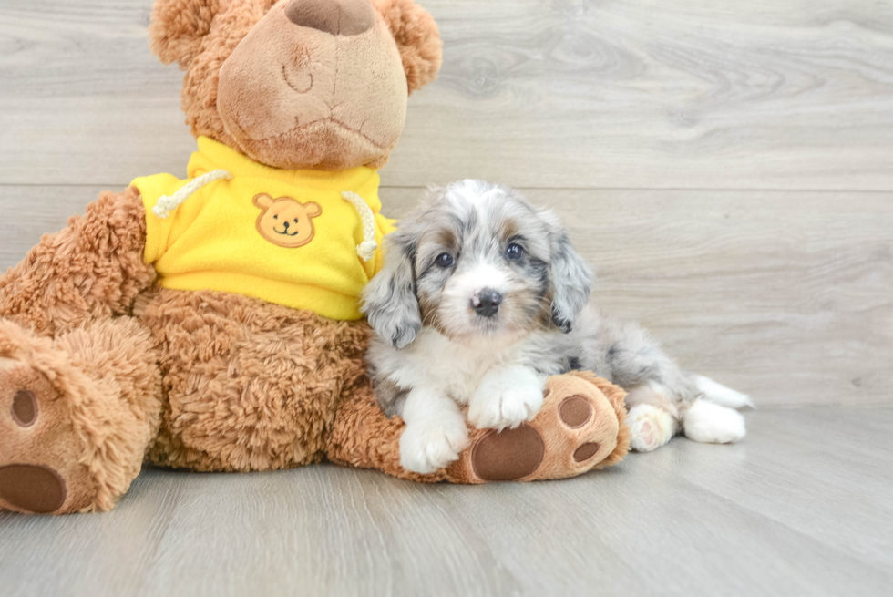 Best Mini Bernedoodle Baby