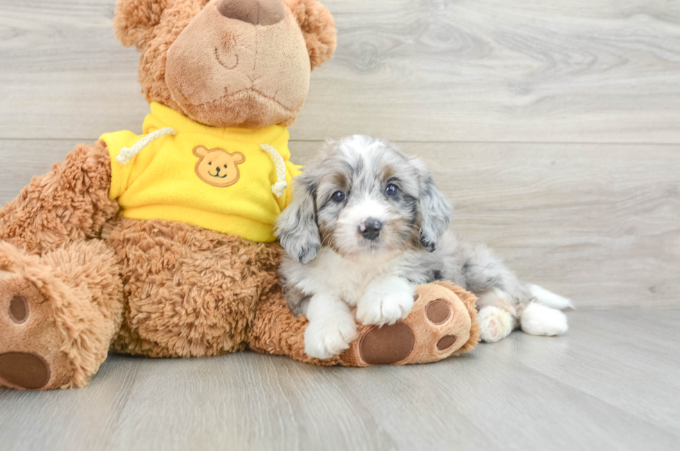 5 week old Mini Bernedoodle Puppy For Sale - Pilesgrove Pups