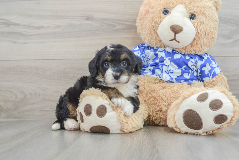 Energetic Mini Bernesepoo Poodle Mix Puppy