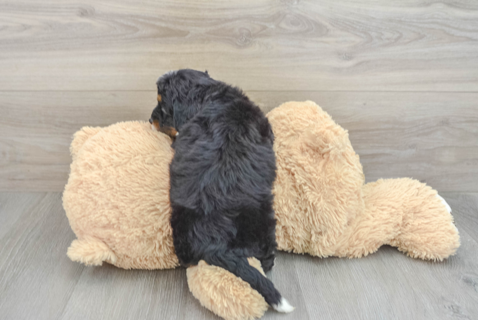 Fluffy Mini Bernedoodle Poodle Mix Pup