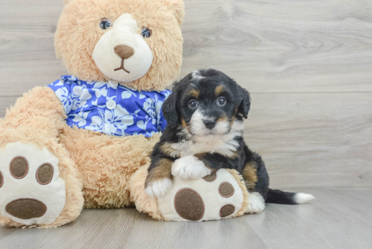 Best Mini Bernedoodle Baby