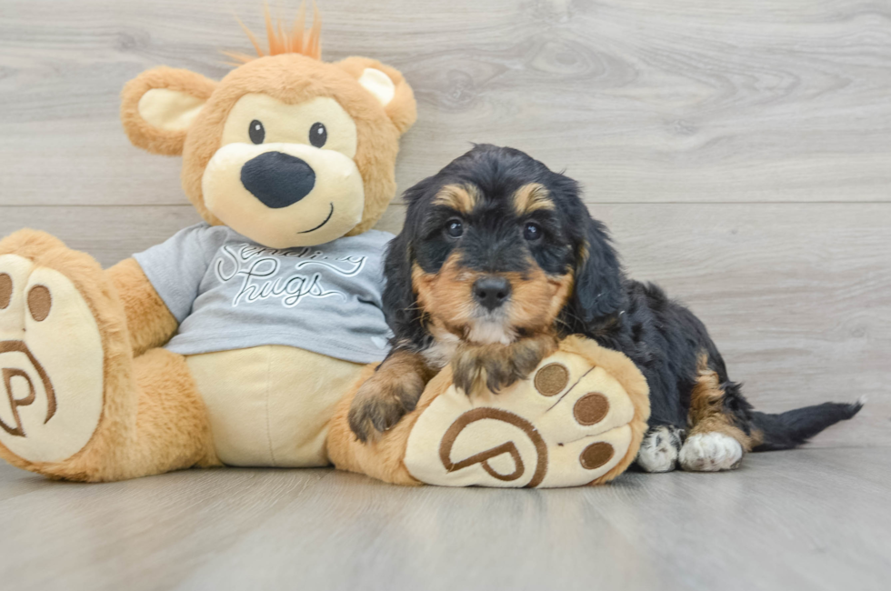 8 week old Mini Bernedoodle Puppy For Sale - Pilesgrove Pups