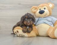 8 week old Mini Bernedoodle Puppy For Sale - Pilesgrove Pups