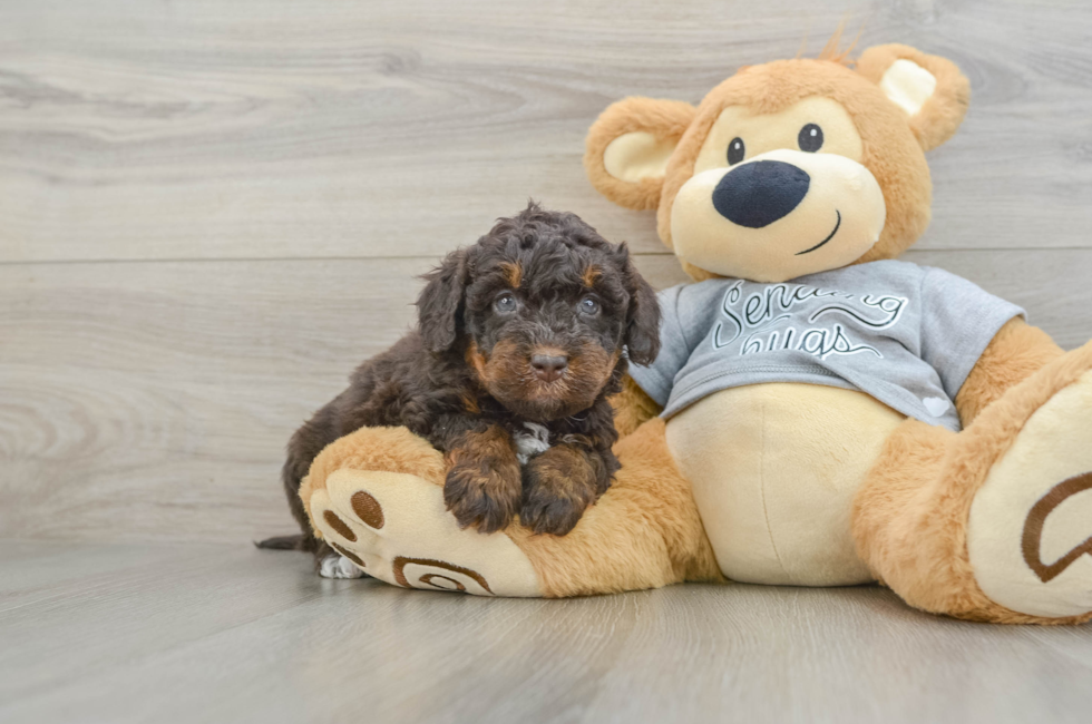6 week old Mini Bernedoodle Puppy For Sale - Pilesgrove Pups