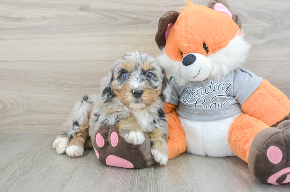 6 week old Mini Bernedoodle Puppy For Sale - Pilesgrove Pups