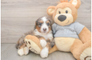 Mini Bernedoodle Puppy for Adoption