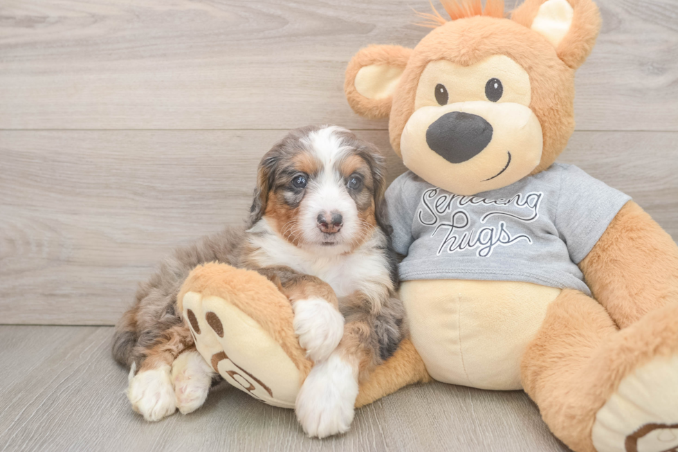 Mini Bernedoodle Puppy for Adoption