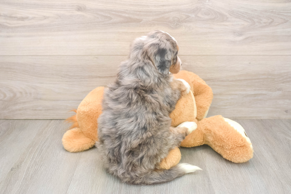 Happy Mini Bernedoodle Baby