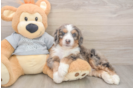 Mini Bernedoodle Pup Being Cute