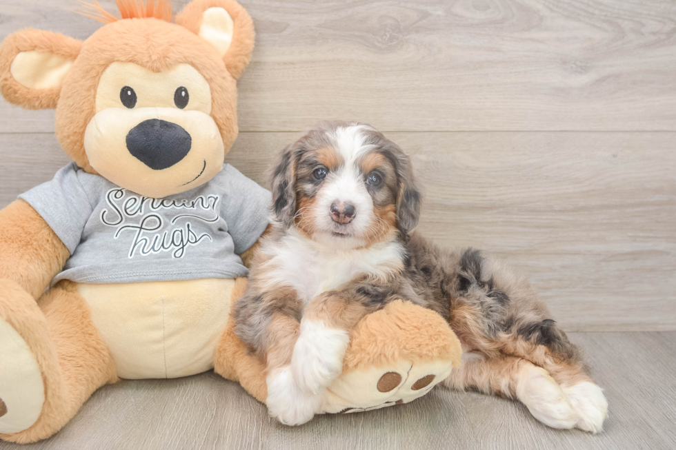 Mini Bernedoodle Pup Being Cute